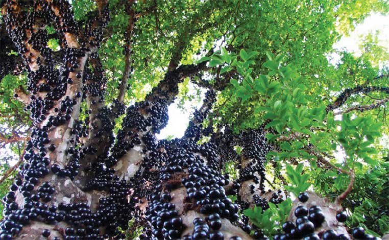 jabuticaba-img-1