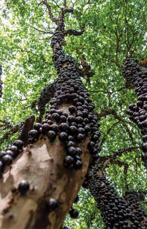 jabuticaba-img-4