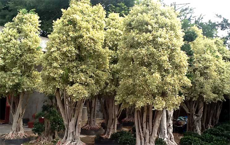 ficus_v-img-3