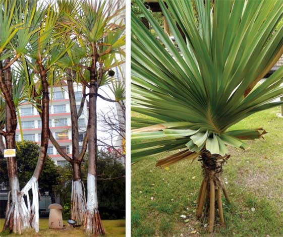 pandanus_u-img-5