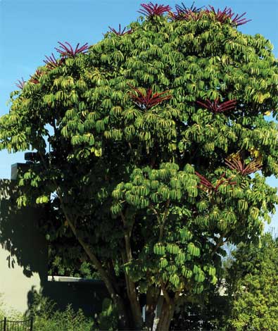 schefflera_a-img-2