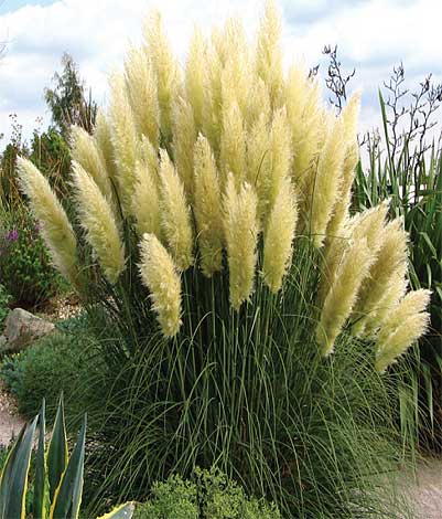 cortaderia_s-img-2