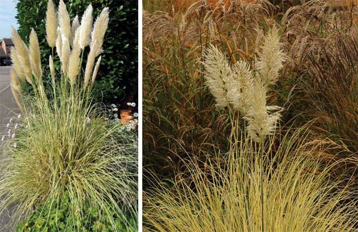 cortaderia_sv-img-1