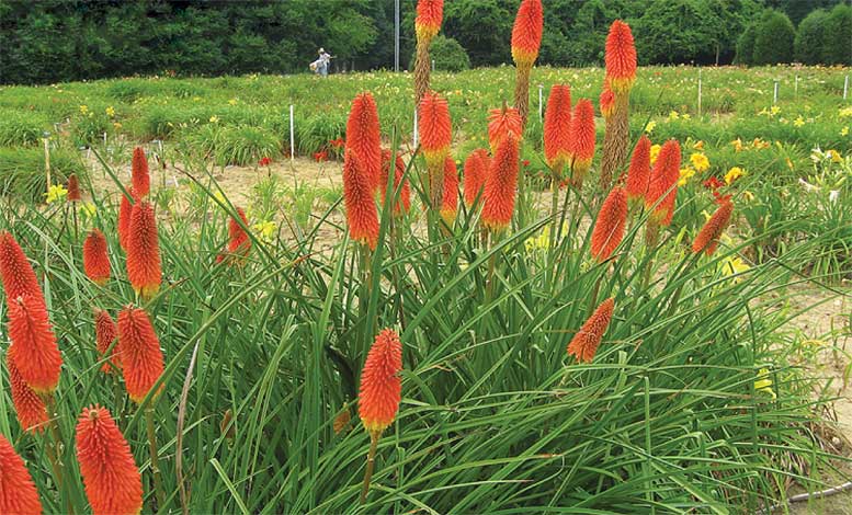 kniphofia_l-img-1
