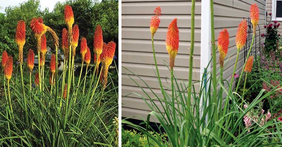 kniphofia_l-img-3