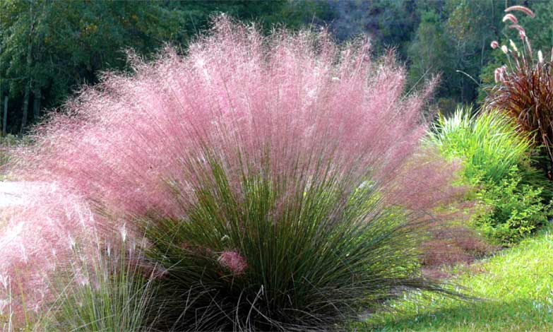 muhlenbergia_c-img-1
