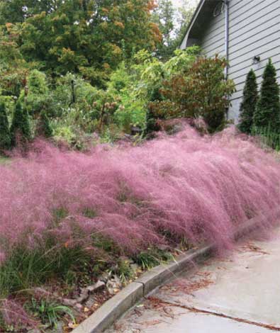 muhlenbergia_c-img-2