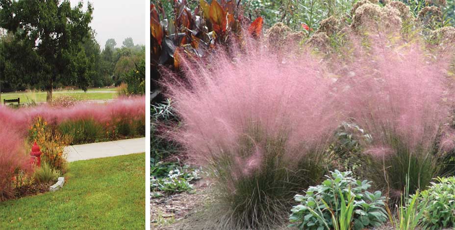 muhlenbergia_c-img-3