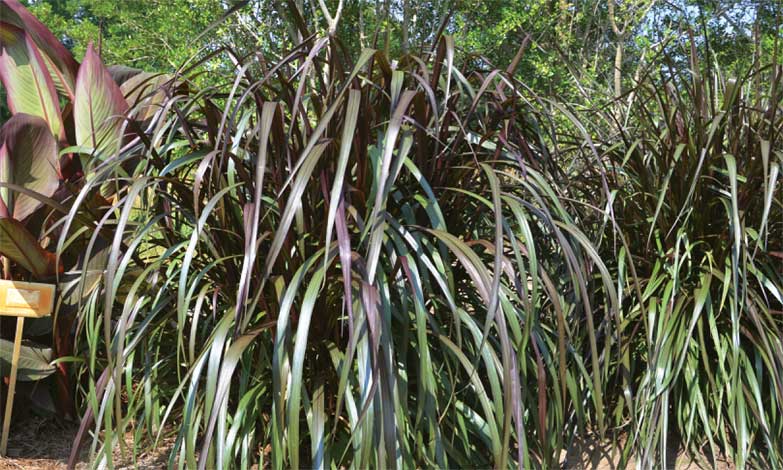 pennisetum_p-img-1