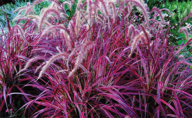 pennisetum_s-img-1