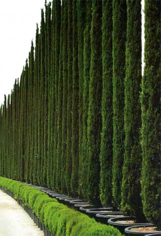 cupressus-img-8
