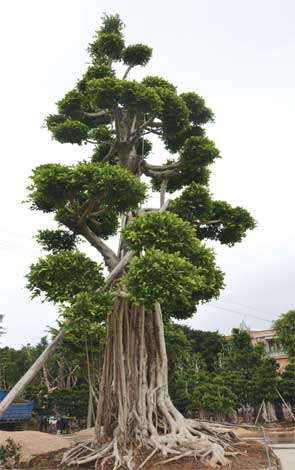 ficus-img-10