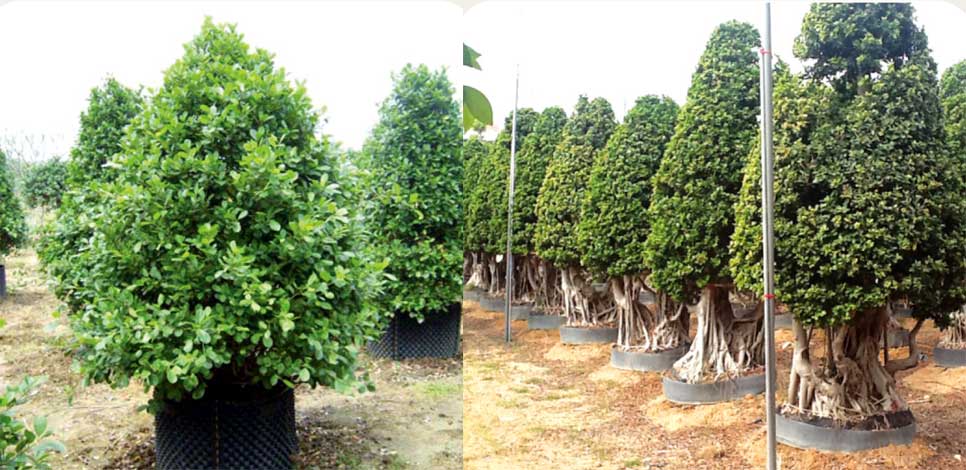 ficus-img-4