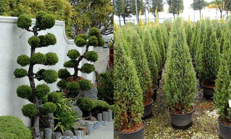 juniperus-img-1