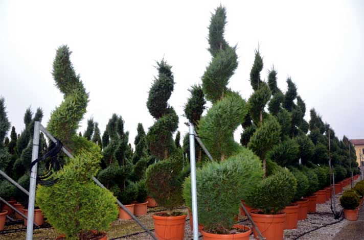 juniperus-img-2
