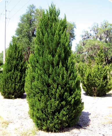 juniperus-img-4