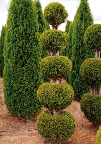 thuja-img-2